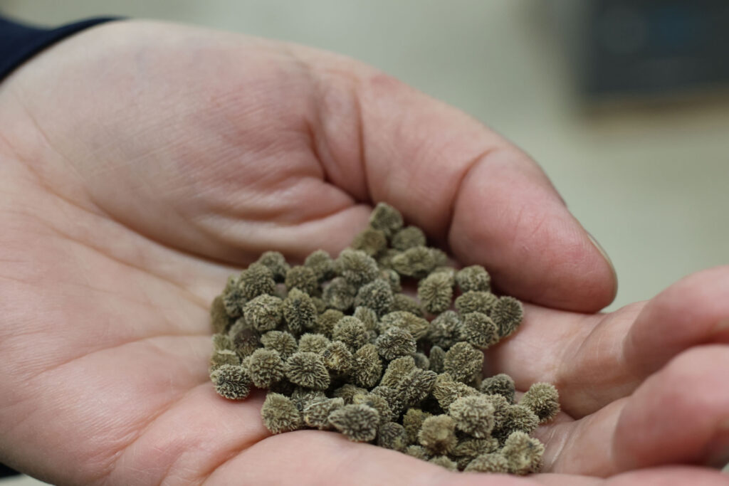 Spiny, small seeds in a person's hand.