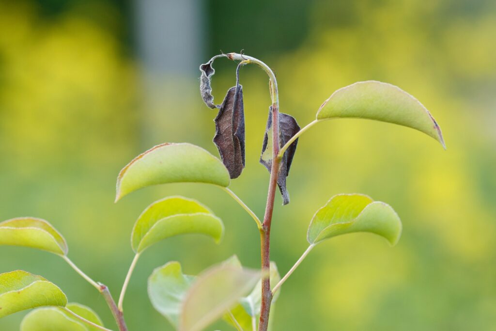 Wilting at the tip of the stem, showing the classic "shepherd's crook" symptom of the disease.