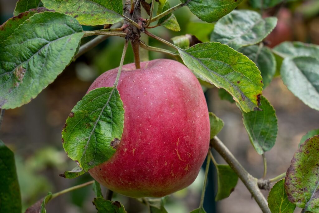 Close-up of WA 38 apple on tree.