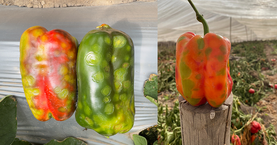 A photo collage of two images showing blemished peppers. On the left, two peppers sit on plastic sheeting, one red, one green. Both have spot-like blemishes. At right, a red pepper sitting on a post is covered with green discolorations, in a field of peppers covered with a shiny canopy.