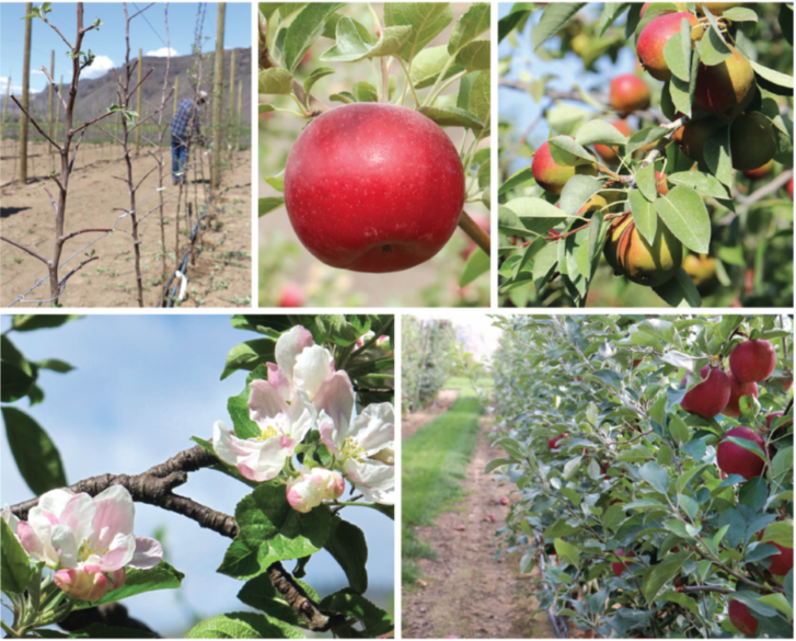 A composite image showing fruit orchards, workers in rows of slim young trees, red apples on branches, and bloom.