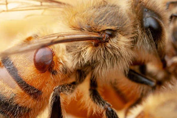 A close up of a Varroa mite on a honey bee.