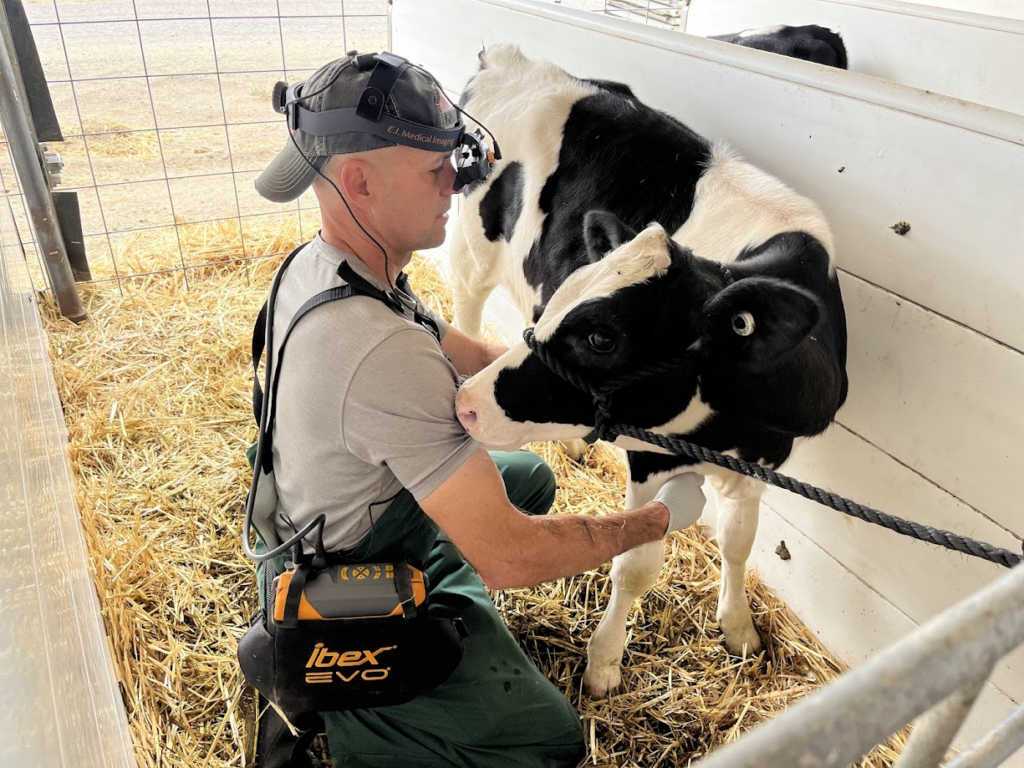 Craig McConnel, wearing data collection equipment, kneels next to a calf in a stall.