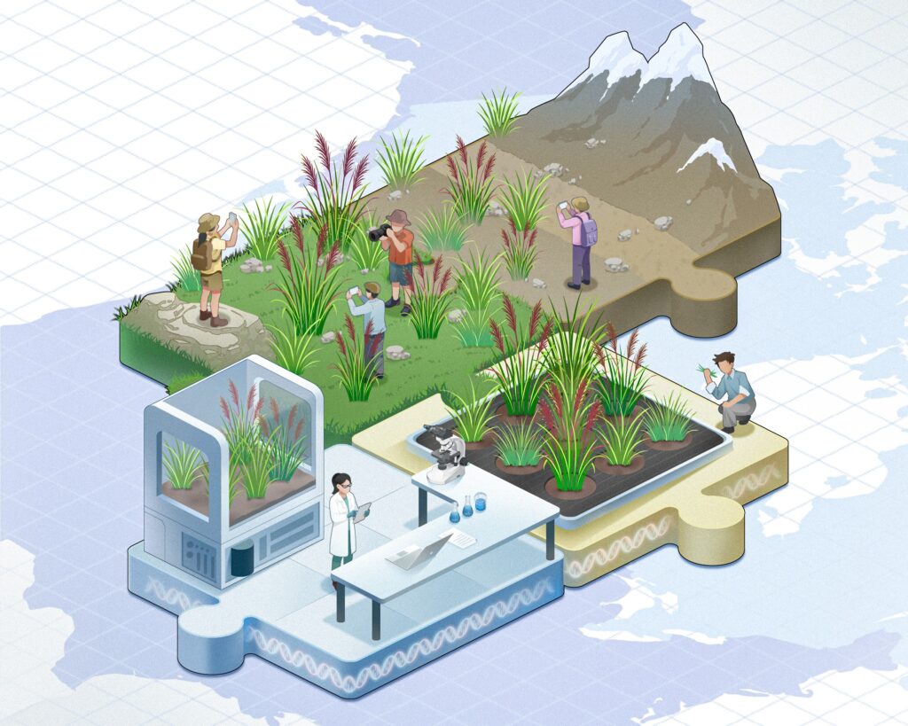 Illustration of interconnected jigsaw puzzle pieces representing ecosystem research and conservation. One puzzle piece shows a natural landscape with grasses, rocks, and snow-capped mountains where several people observe and photograph plants. Adjacent puzzle pieces depict a laboratory with a scientist, microscope, computer, and plant growth chamber, as well as a cultivated research plot where plants are being studied. Underneath the puzzle pieces is a background map of the U.S. and Canada.