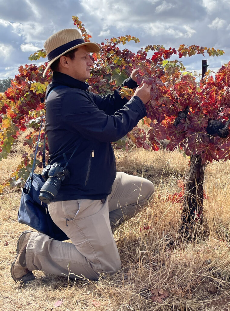 Olaya, crouched and examining red-hued grapevine leaves on a sunny day.