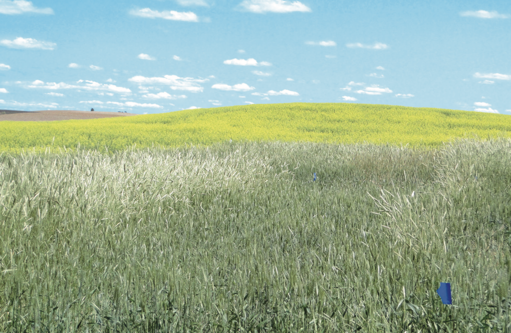 Wheat field, and possibly canola in background