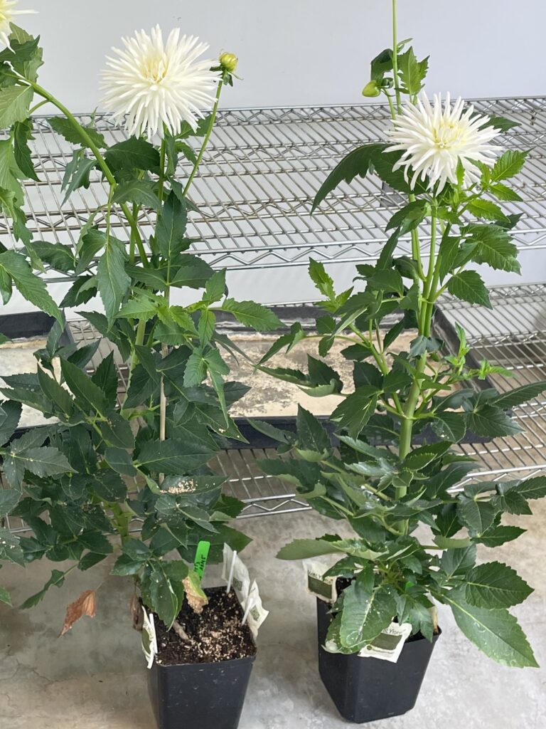 White-bloomed dahlias in plastic containers, in front of metal rack selves.