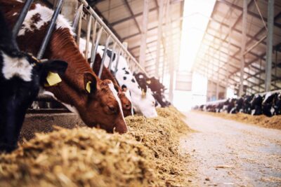Cattle feeding in a dairy barn
