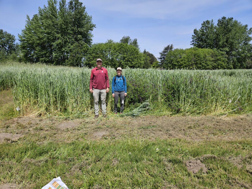 2 people stand in a field surrounded by a tall green grass-looking crop that is almost as tall as they are.