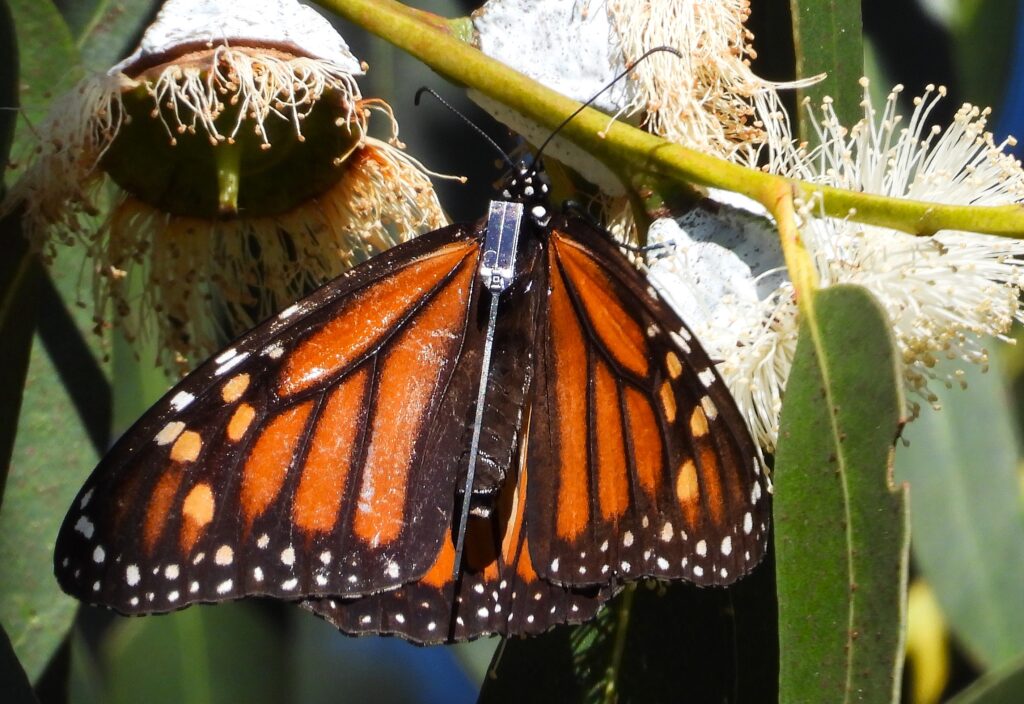 A monarch butterfly with a small rectangle on its back, near its head. A thin antenna stretches down nearly the full length of the butterflies' back.