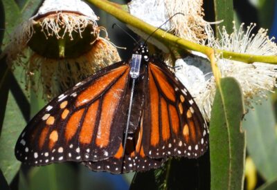 A monarch butterfly with a small rectangle on its back, near its head. A thin antenna stretches down nearly the full length of the butterflies' back.