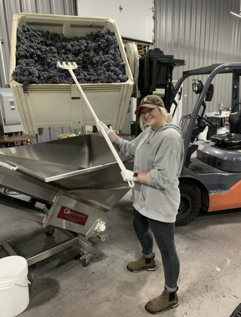 A person in a warehouse holds a rake in a large bin full of purple grapes. The bin is positioned above her, and is attached to a small motorized vehicle. The bin is also positioned above a large metal container.