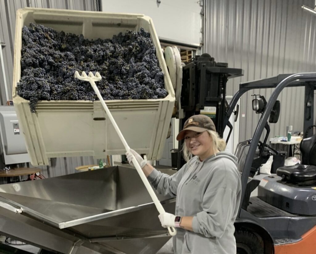 A person in a warehouse holds a rake in a large bin full of purple grapes. The bin is positioned above her, and is attached to a small motorized vehicle. The bin is also positioned above a large metal container.