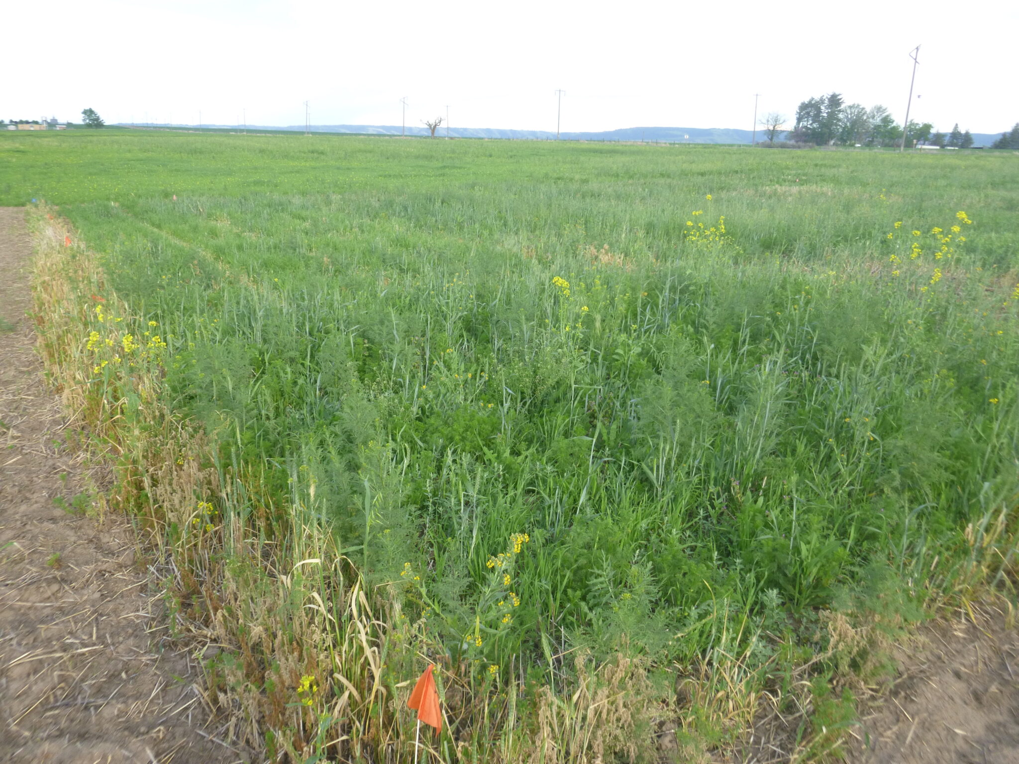 June 8 See current state of research on organic dryland crop farm walk CAHNRS News
