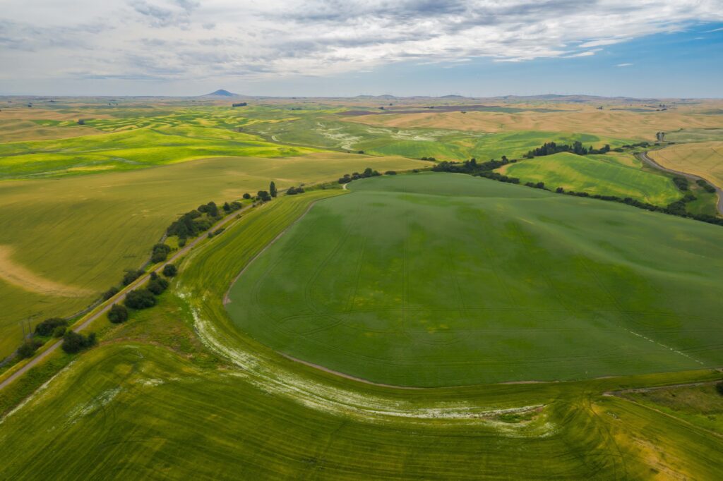 Stock photo- rolling crop fields in the Palouse