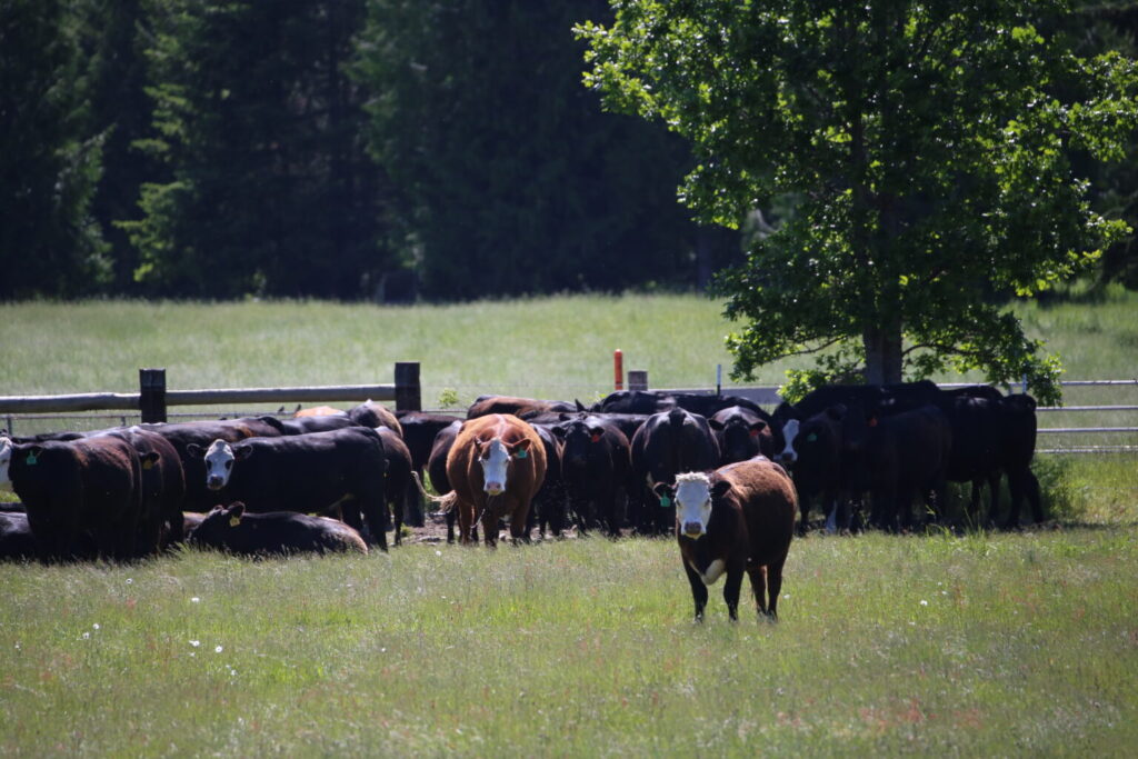 Cattle resting and grazing in a green field with woods in the background.