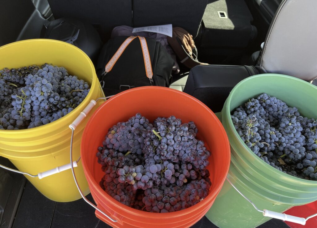 Three buckets full of purple grapes.