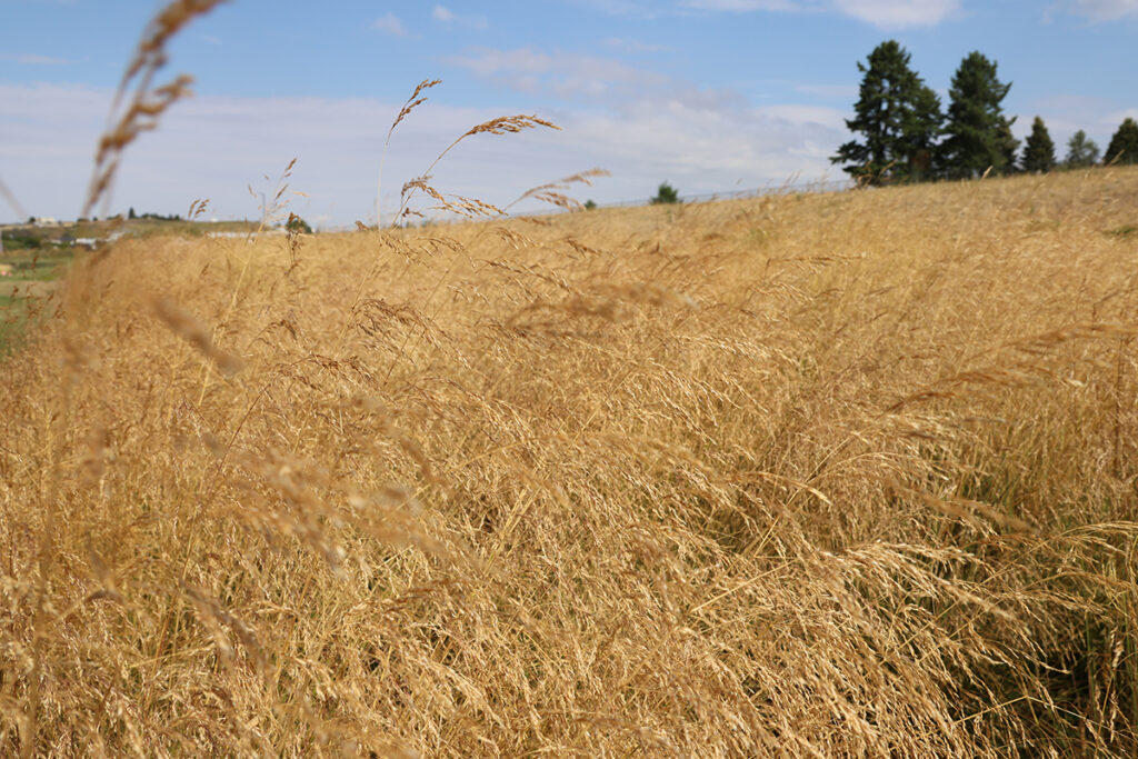 Mature tufted hairgrass field