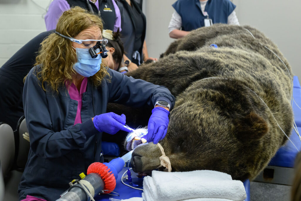 A sedated grizzly bear lies on a veterinary examination table while a veterinary professional performs a dental procedure. The clinician wears protective eyewear with magnifying loupes, a surgical mask, and purple gloves while using a lighted dental instrument inside the bear’s mouth. An anesthesia tube is secured at the bear’s muzzle and connected to breathing equipment visible in the foreground. Monitoring wires are attached to the bear’s body, and several other veterinary staff members stand nearby in the clinical treatment room. Bright examination lighting illuminates the procedure, highlighting the bear’s teeth and the medical equipment surrounding the table.