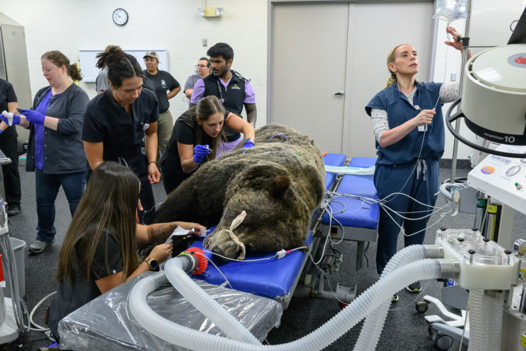 A sedated grizzly bear lies on a blue veterinary examination table while a team of veterinary professionals performs a medical procedure. Several staff members wearing scrubs and gloves work around the bear, monitoring equipment and attending to the animal. An anesthesia tube is secured over the bear’s muzzle and connected to large ventilation hoses and an anesthesia machine in the foreground. Monitoring wires are attached to the bear’s body, and an IV bag hangs from a stand beside the table. The procedure takes place in a clinical treatment room containing medical equipment, cabinets, and observation staff in the background. A wall clock and closed doors are visible behind the treatment area.