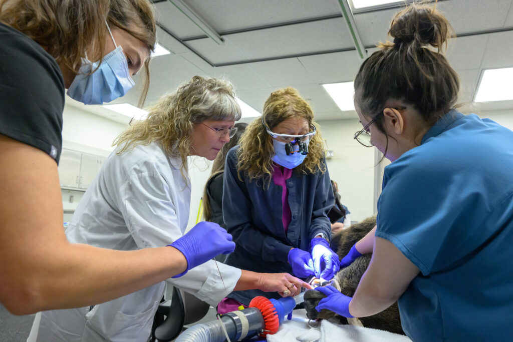 Veterinary clinicians and students wearing gloves, masks, and protective eyewear perform a dental procedure on a sedated bear in a clinical treatment room. Several team members work closely around the animal’s head while using specialized dental instruments and lighting. Medical equipment, including an anesthesia hose, is visible in the foreground, and the brightly lit veterinary facility can be seen in the background.