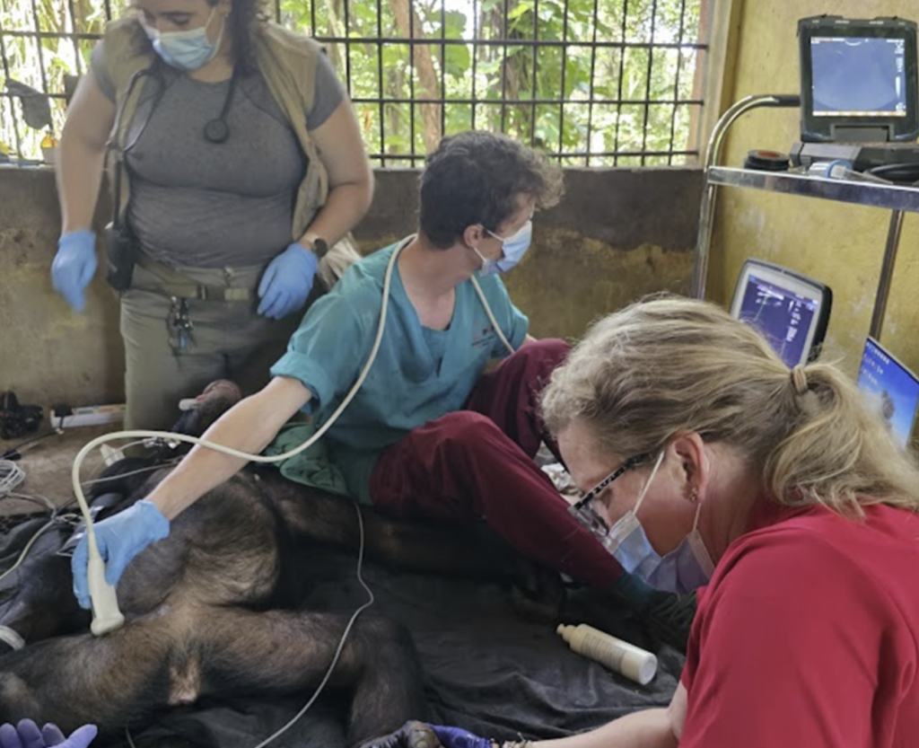A group of three people uses medical devices and computers to assess the health of a sedated chimpanzee. 