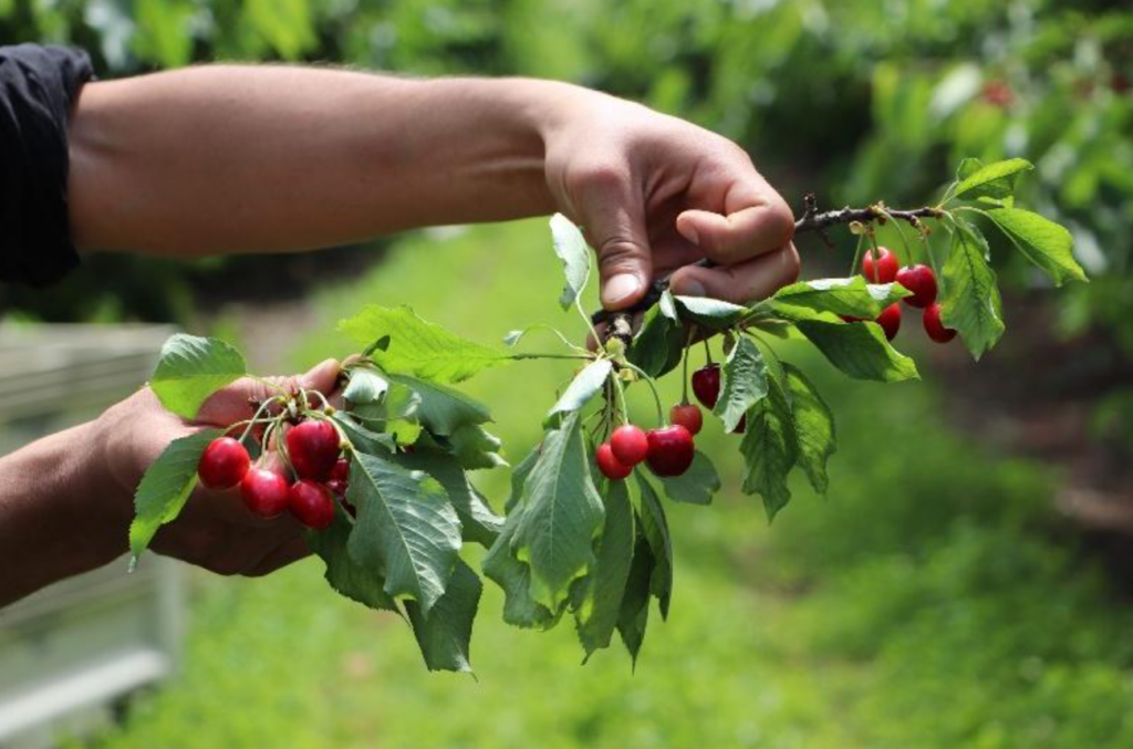 X-disease Cherry cutting sampling