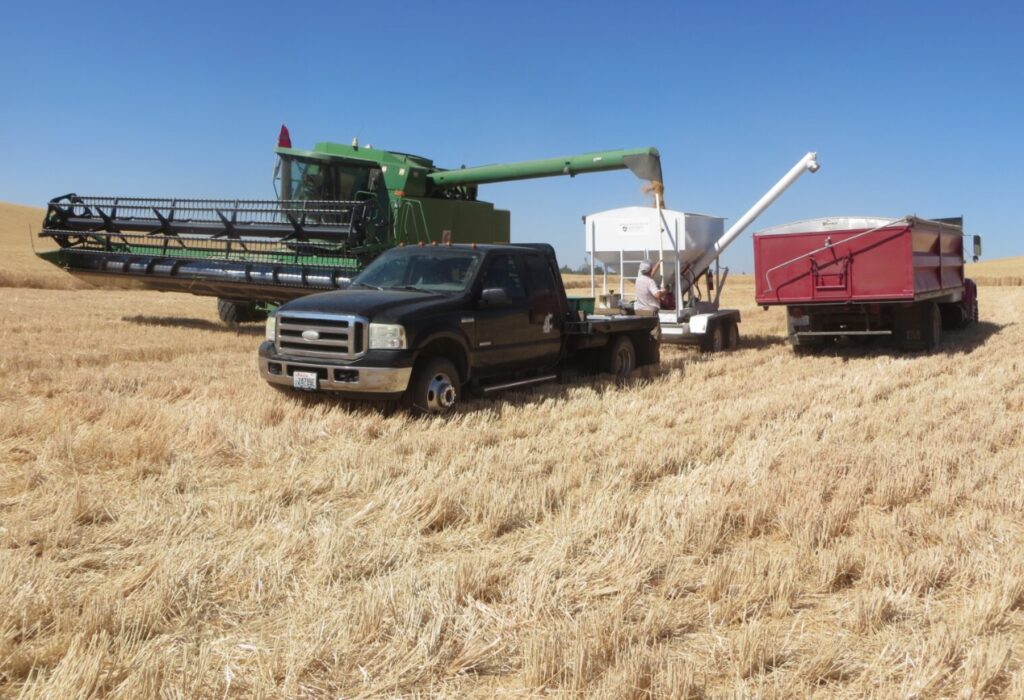 Harvesting crops using a combine, truck-pulled trailer, and grain truck at Wilke Farm.