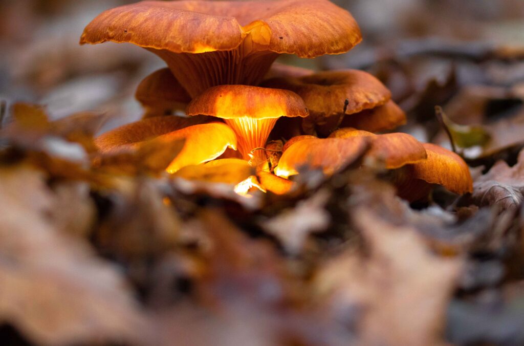 Jack o'lantern fungus