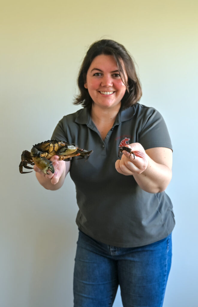 A person holds out 2 crabs, one in each hand. In her right hand, the crab is bigger than her hand. In her left, the crab is easily held between 2 fingers.