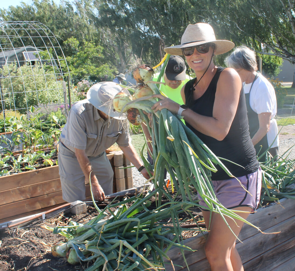 A person holds an armful of freshly harvested onions while smiling at the camera. Three other people behind continue harvesting from a raised bed.