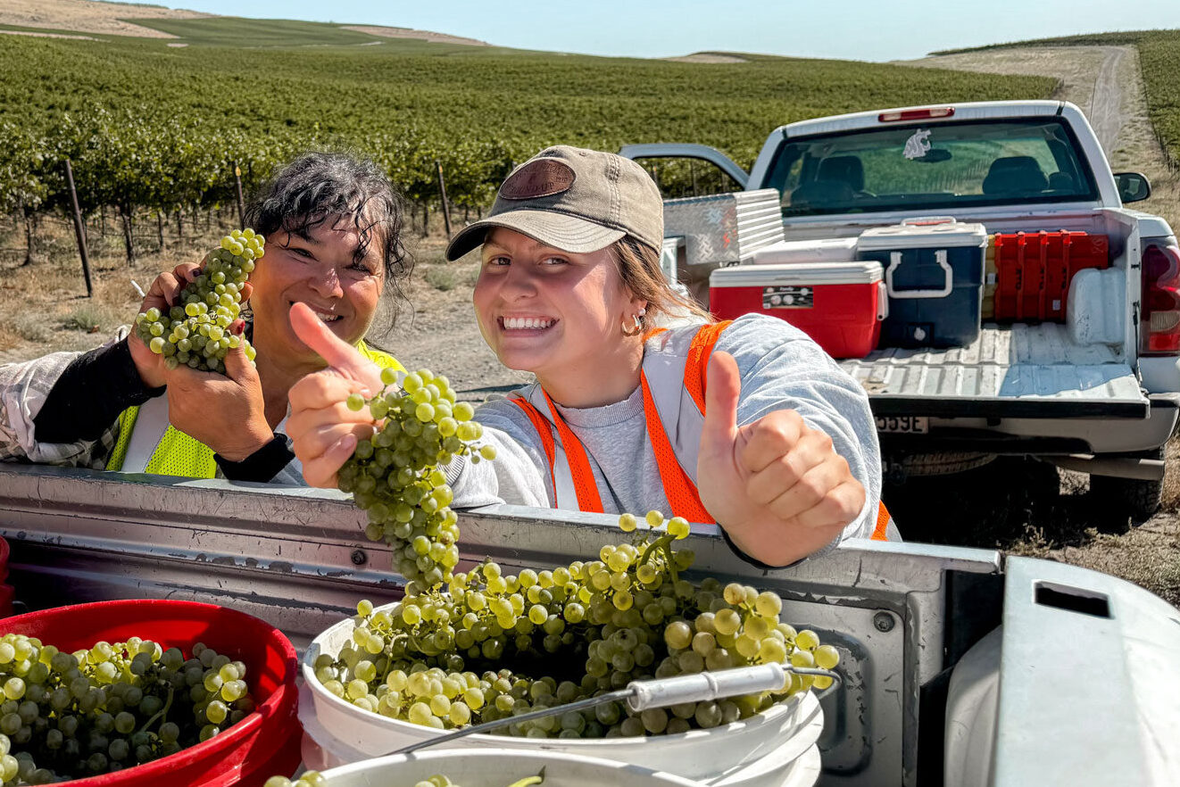 Two people stand behind a pickup truck, which is full of buckets of green grapes. The person on the left holds up a bunch of grapes, and the person on the right holds a bunch of grapes while giving two thumbs up. Another pickup with coolers and other equipment is in the background. Vineyards are in the background.