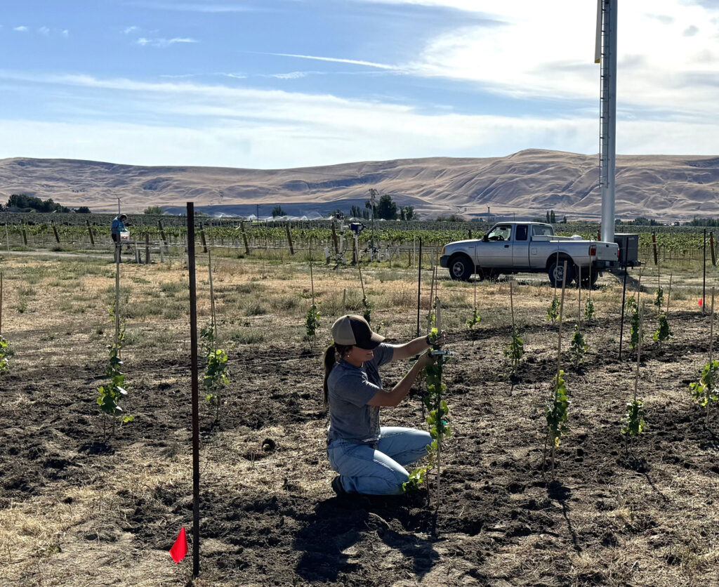 A person kneels down while working with grapevines in a vineyard. Hills and a pickup truck are in the background, as well as more vineyards.