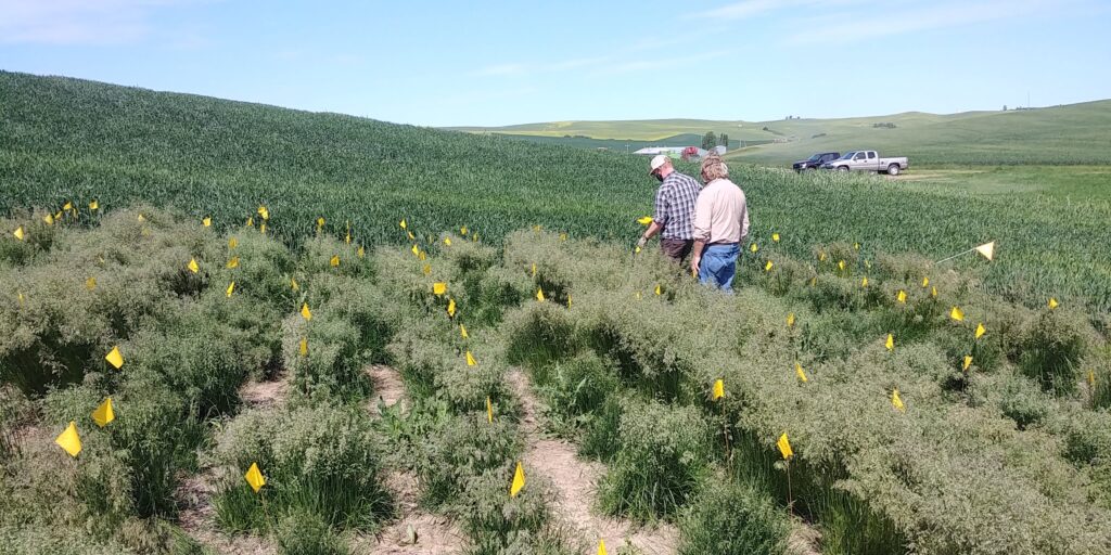 2 people walk through patches of grass that are all grown high and have seeds at the top.
