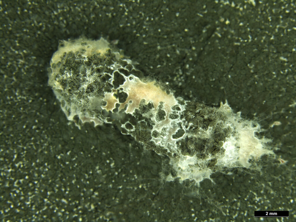 Metarhizium fungus
