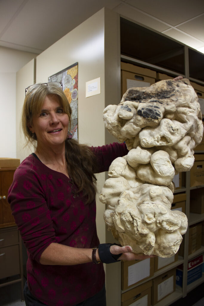 Very large timber fungus