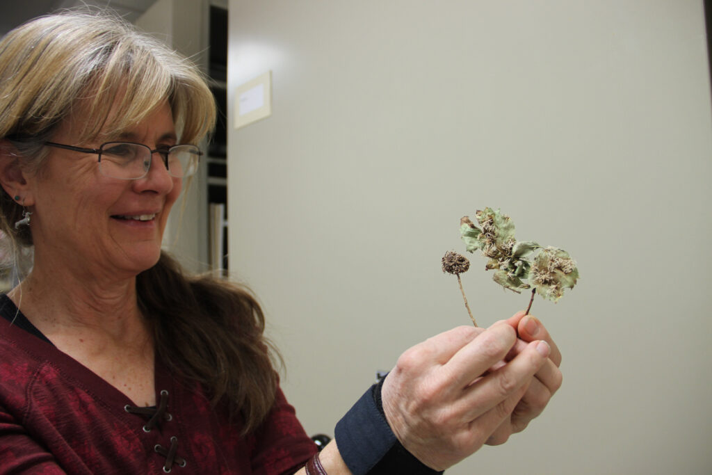 Slipher with Cedar Apple Rust