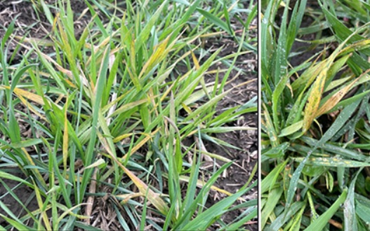 Two views of green young wheat plants, with some of the leaves a mottled yellow color.