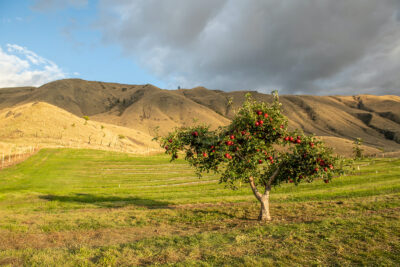 Cosmic Crisp(R) mother tree at Wenatchee