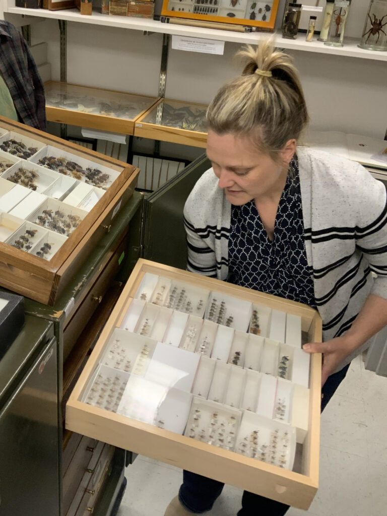 A person holds a wooden box with a glass top. Inside dozens of small insects can be seen pinned in several separated boxes.