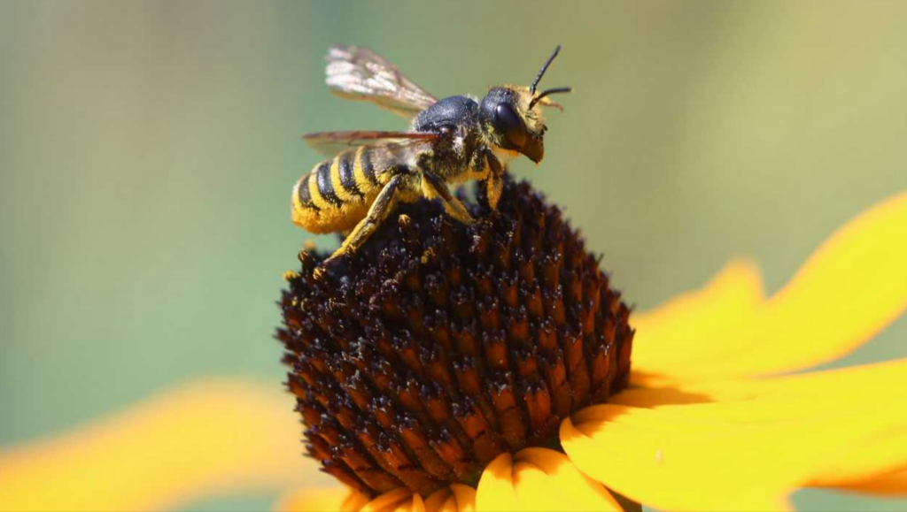 A small yellow and black bee sits on the brown stamen cluster of a yellow flower.