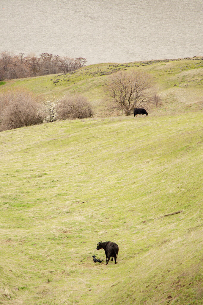 A distant cow is visible next to a small calf. They're on a hillside above a large river.