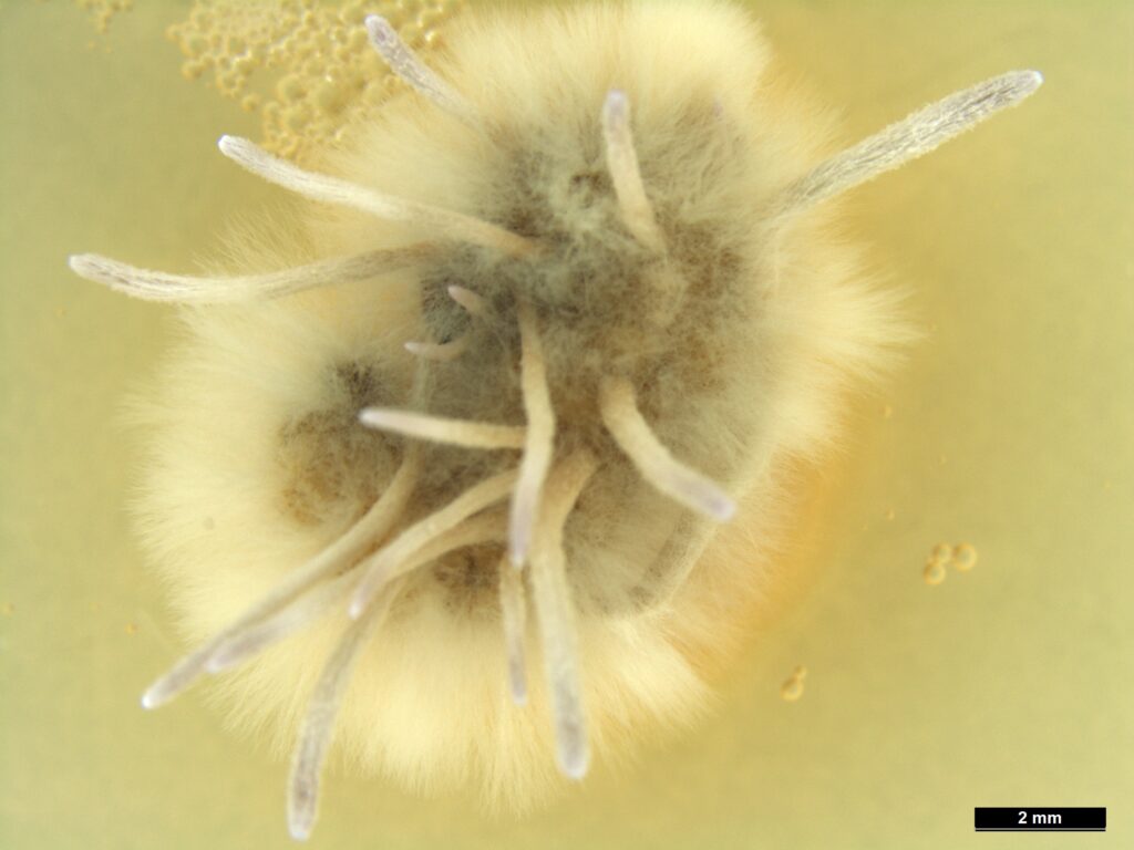 Ophiocordyceps growing from dead larvae