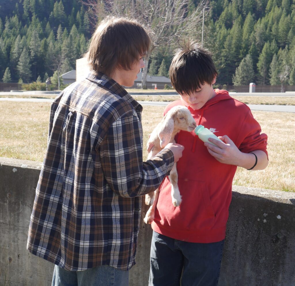 Two people bottle feed a baby goat.