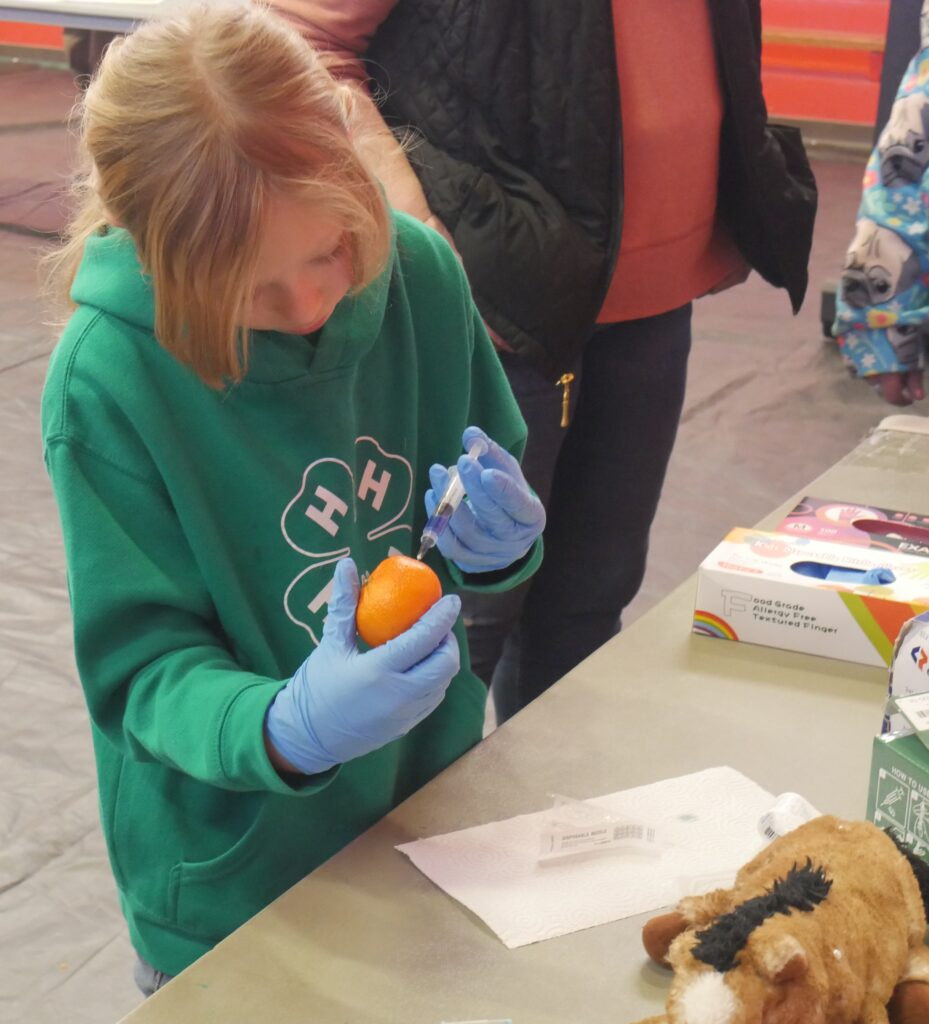 Youth in 4-H hoodie with personal protective, disposable gloves injects colored substance into orange.