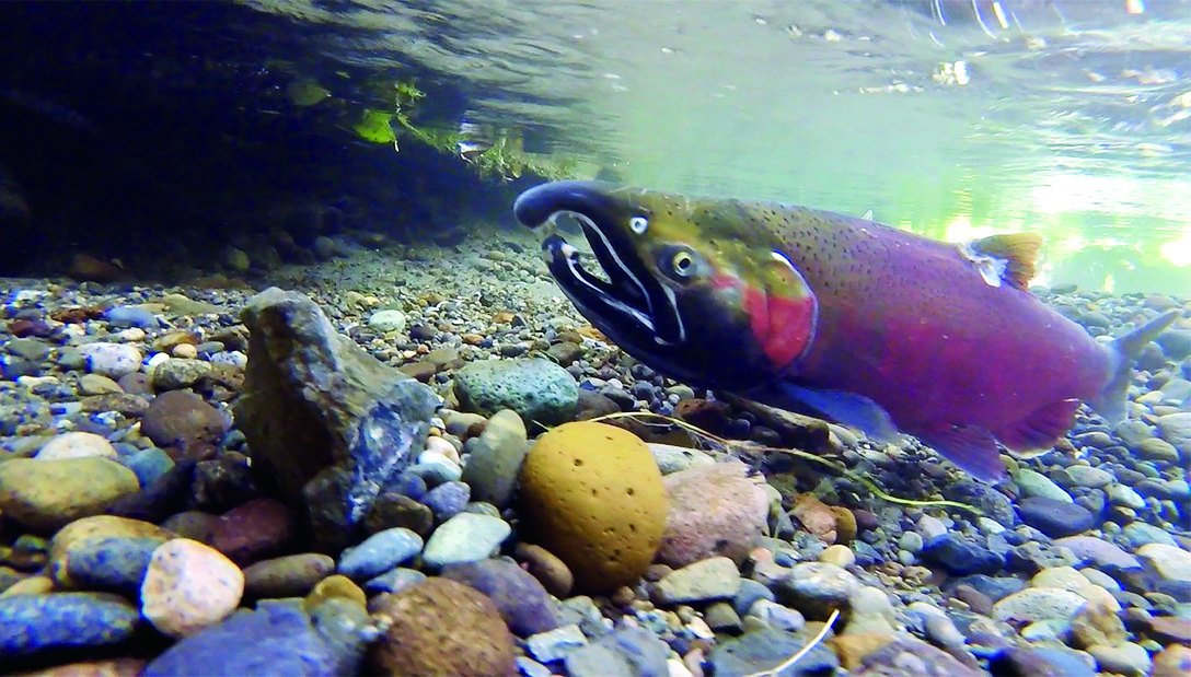 Salmon in a stream.