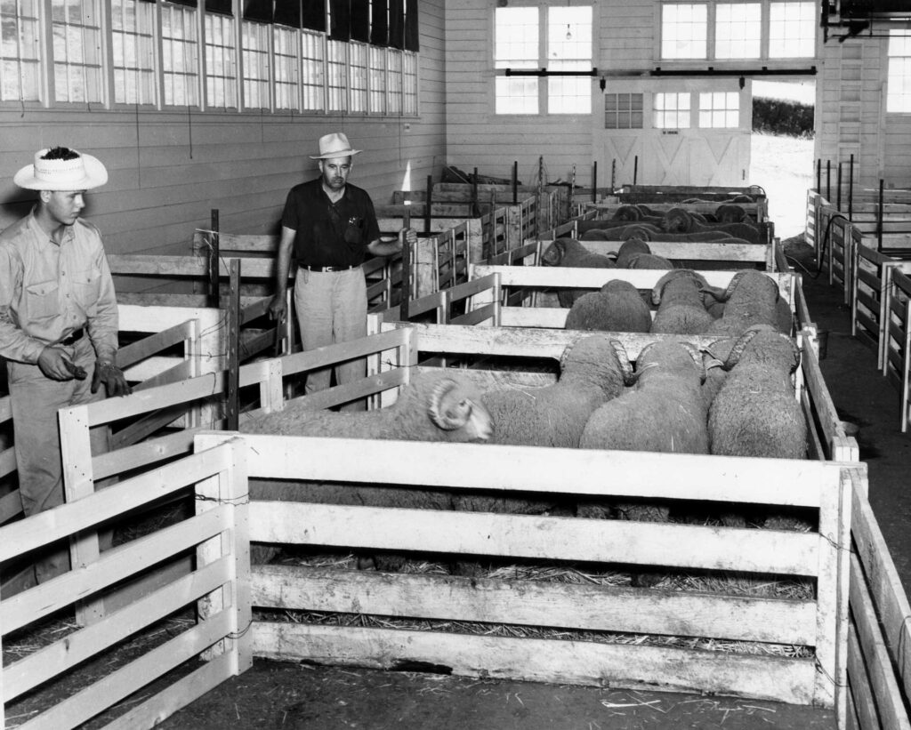 Livestock Judging Pavilion in 1933.