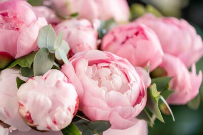 Pink peonies