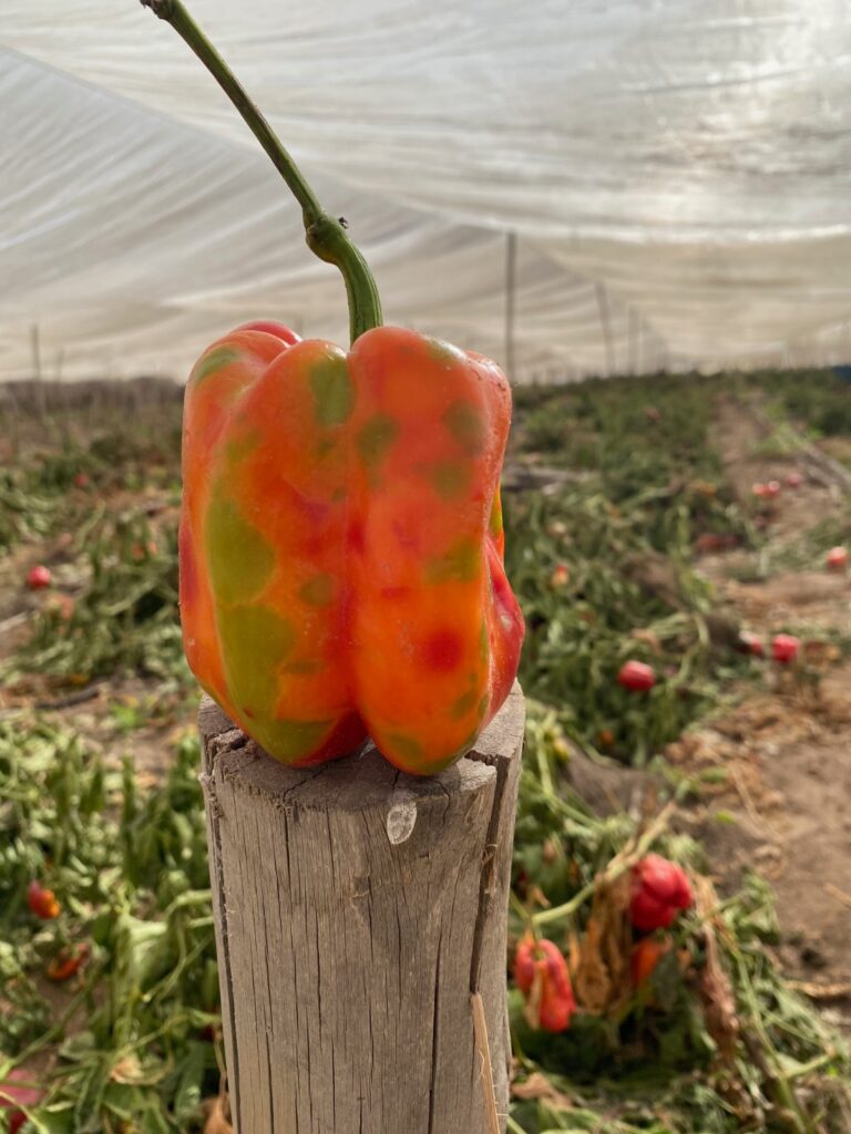 A red pepper is covered with green discolorations, in a field of peppers covered with a shiny canopy.