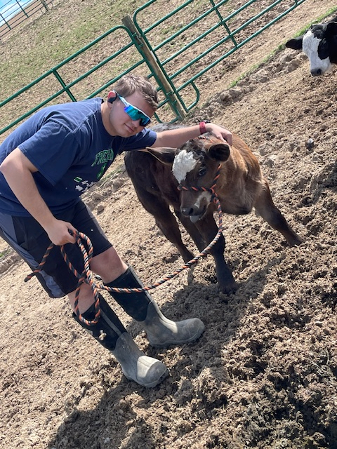 Peter Minick with steer